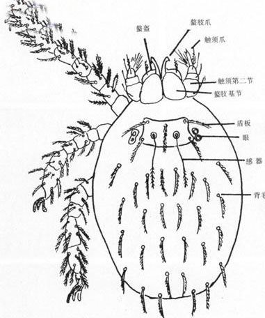 恙螨仅幼虫营寄生生活,其它各期营自生生活.全