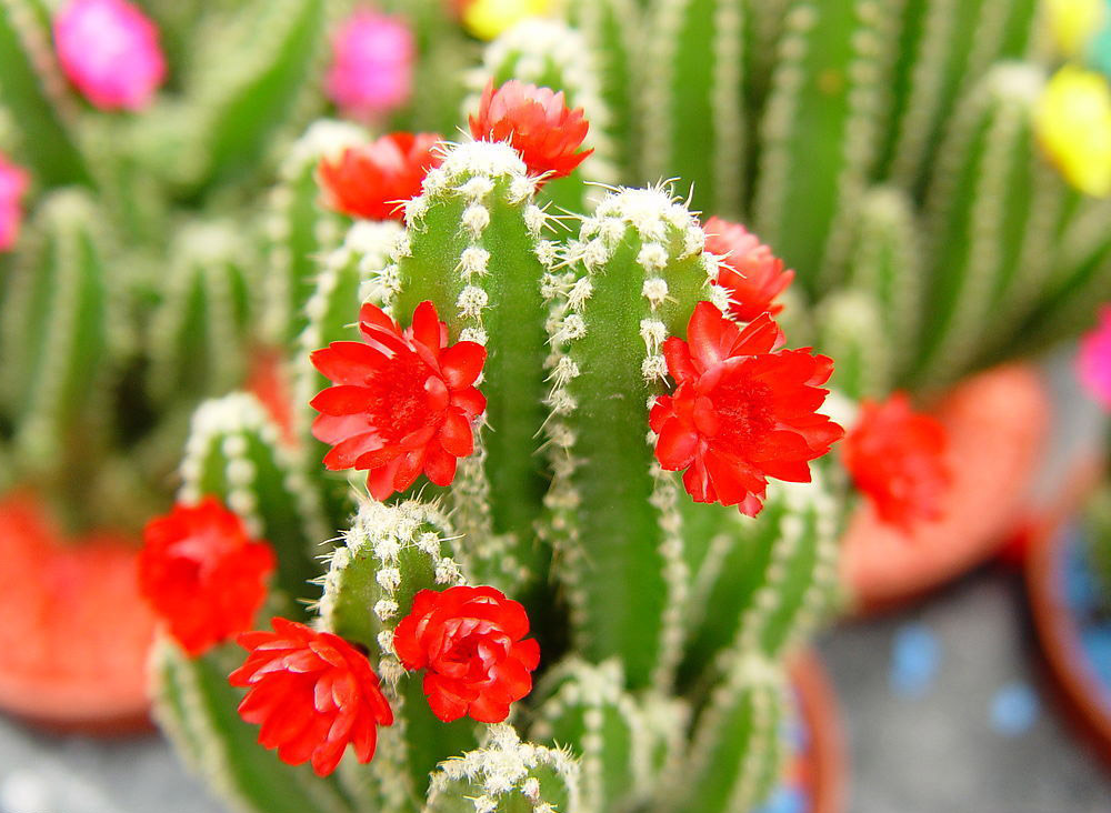 仙人掌菜