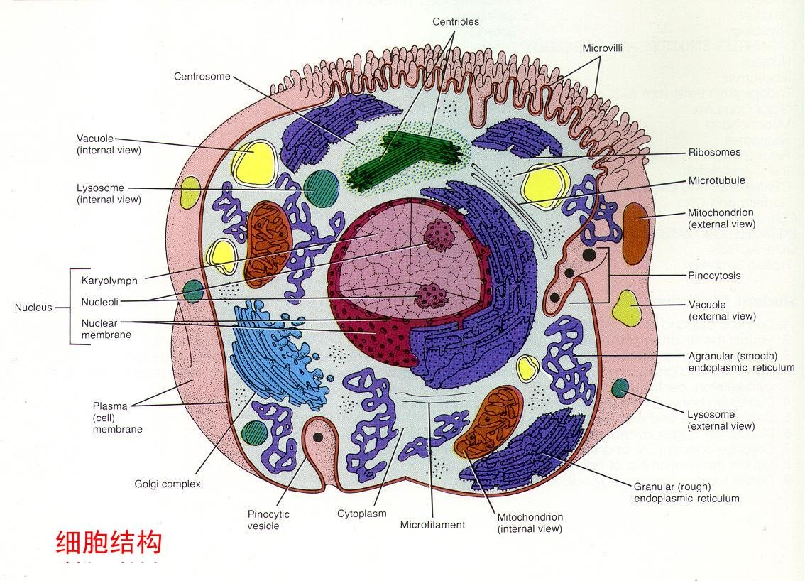 人体或动物体的各种细胞虽然形态不同,基本结构却是一样的,都有细胞膜
